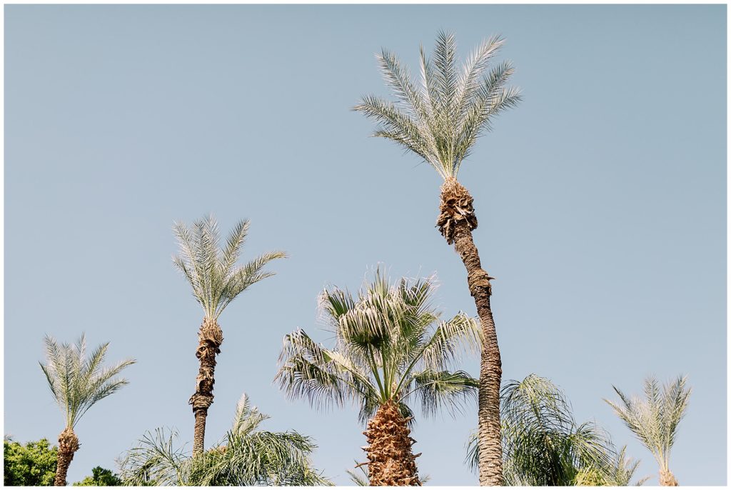 palm trees in palm springs